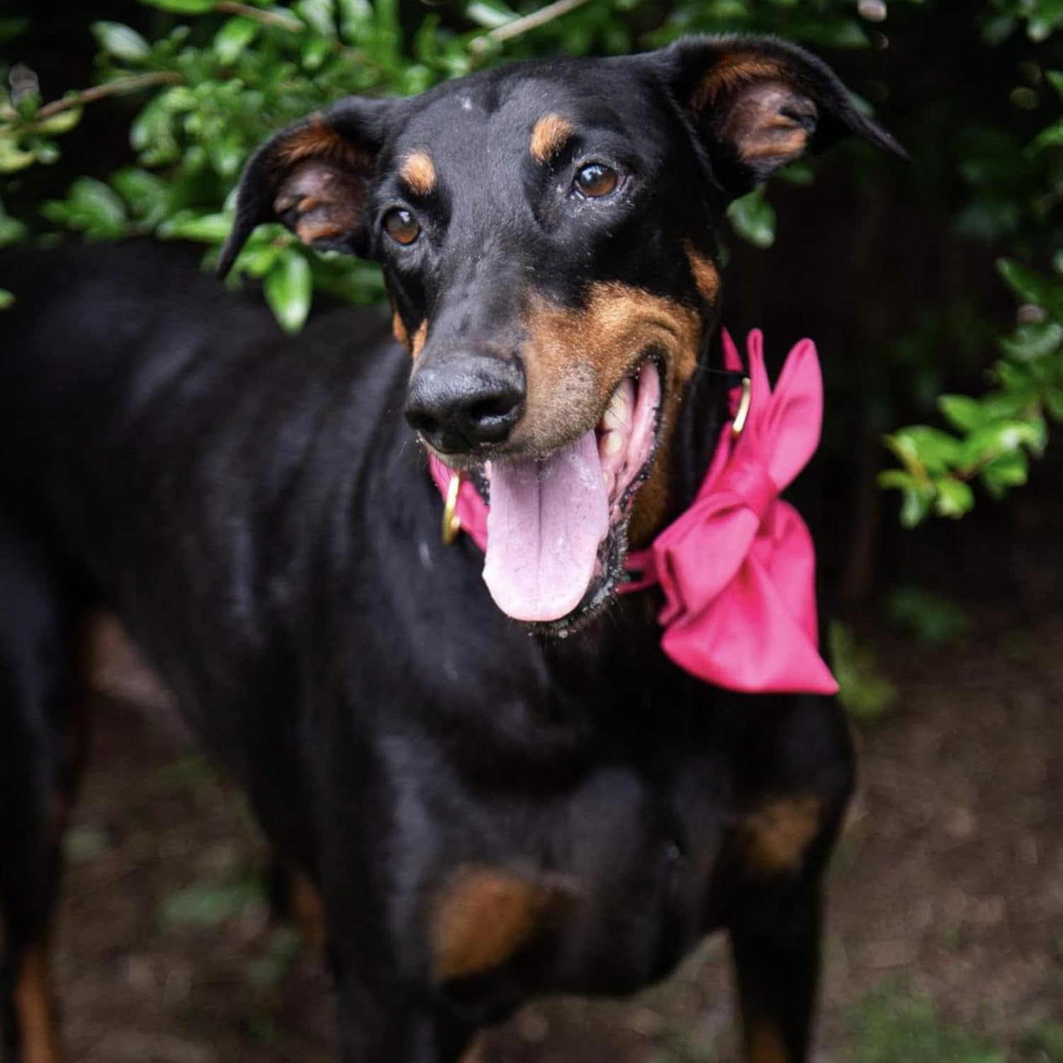 **Maca Bates Adjustable Breakaway Dog Collar with Rose Red Bow - Sailor Bow Tie for Small Medium Large XL Dogs - Girly Pink Collar for Female & Male Puppies - Perfect Birthday Gift for Pets (Ideal for Parties, Photos & Special Occasions)**