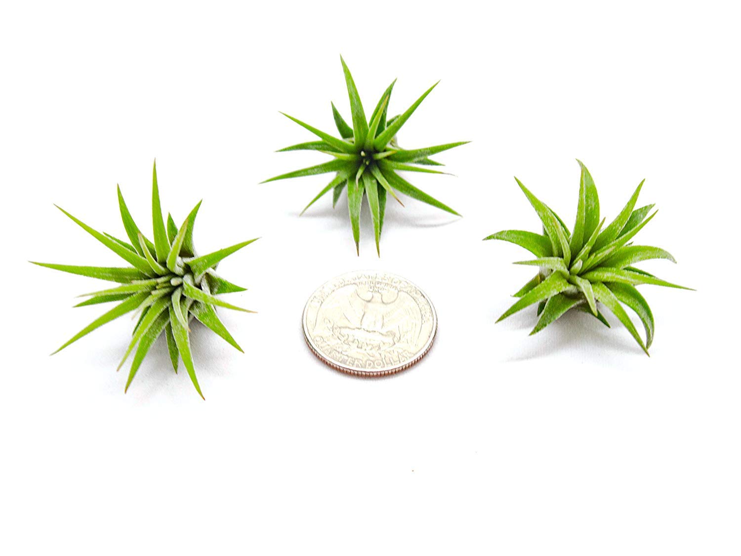 50PK Live Tillandsia Air Plants for Indoor Fairy Gardens - Low Maintenance Terrarium & Houseplants, Perfect as Air Plant Lover Gifts by Plants for Pets | Ideal for Home Decor, Office Plants & DIY Fairy Garden Kits