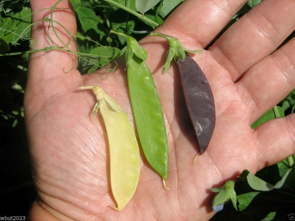 Snow Peas Seeds Mix - 100 Count - Yellow, Green & Purple Pods - Non-GMO, Heirloom Variety - Perfect for Home Gardens, Salads & Stir-Fry Dishes