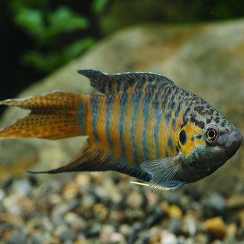 Macropodus Opercularis (Paradise Fish) - Live Freshwater Aquarium Fish for Home & Office Tanks | Perfect for Community Aquariums & Beginners