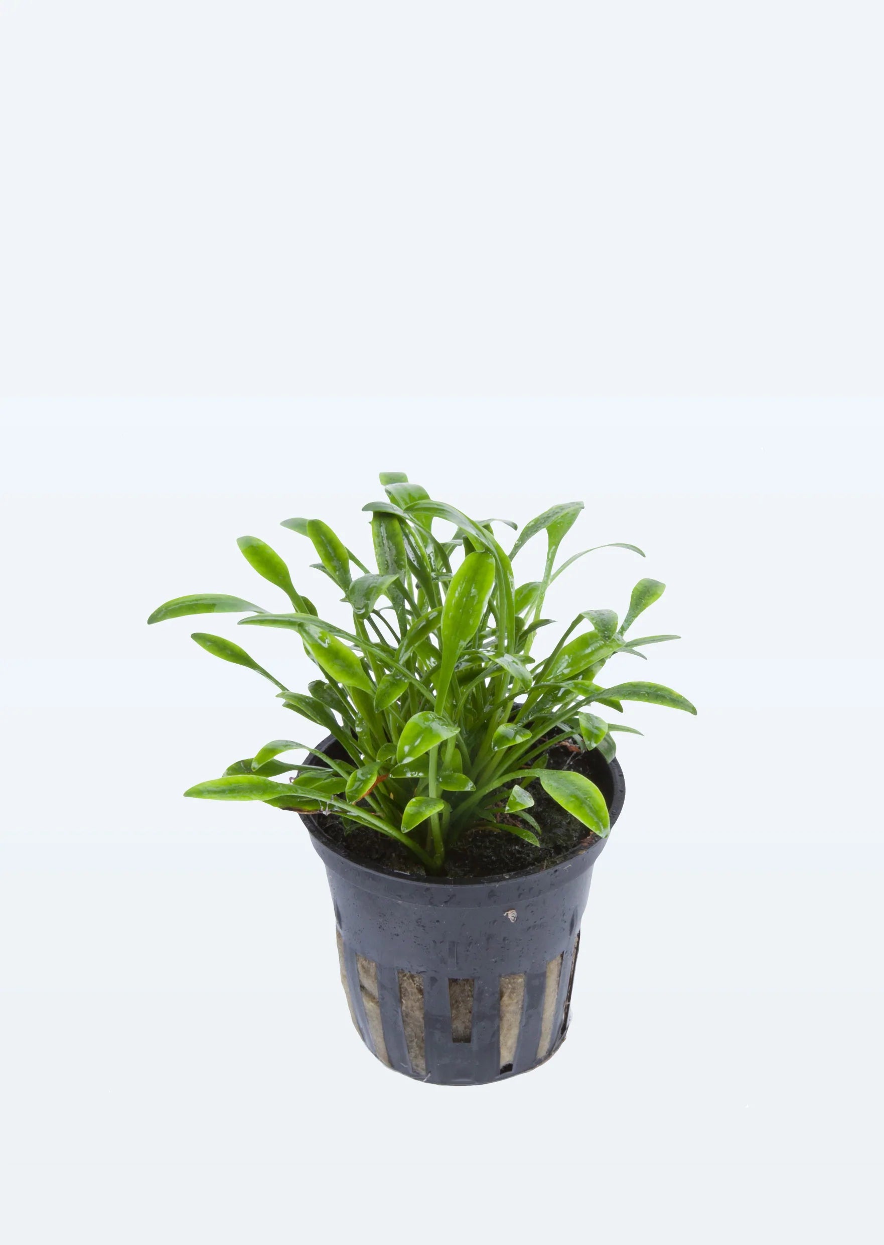 TCulture Cryptocoryne Parva Live Aquarium Plant (Potted) - Perfect for Freshwater Fish Tanks, Aquascaping & Low-Tech Planted Aquariums