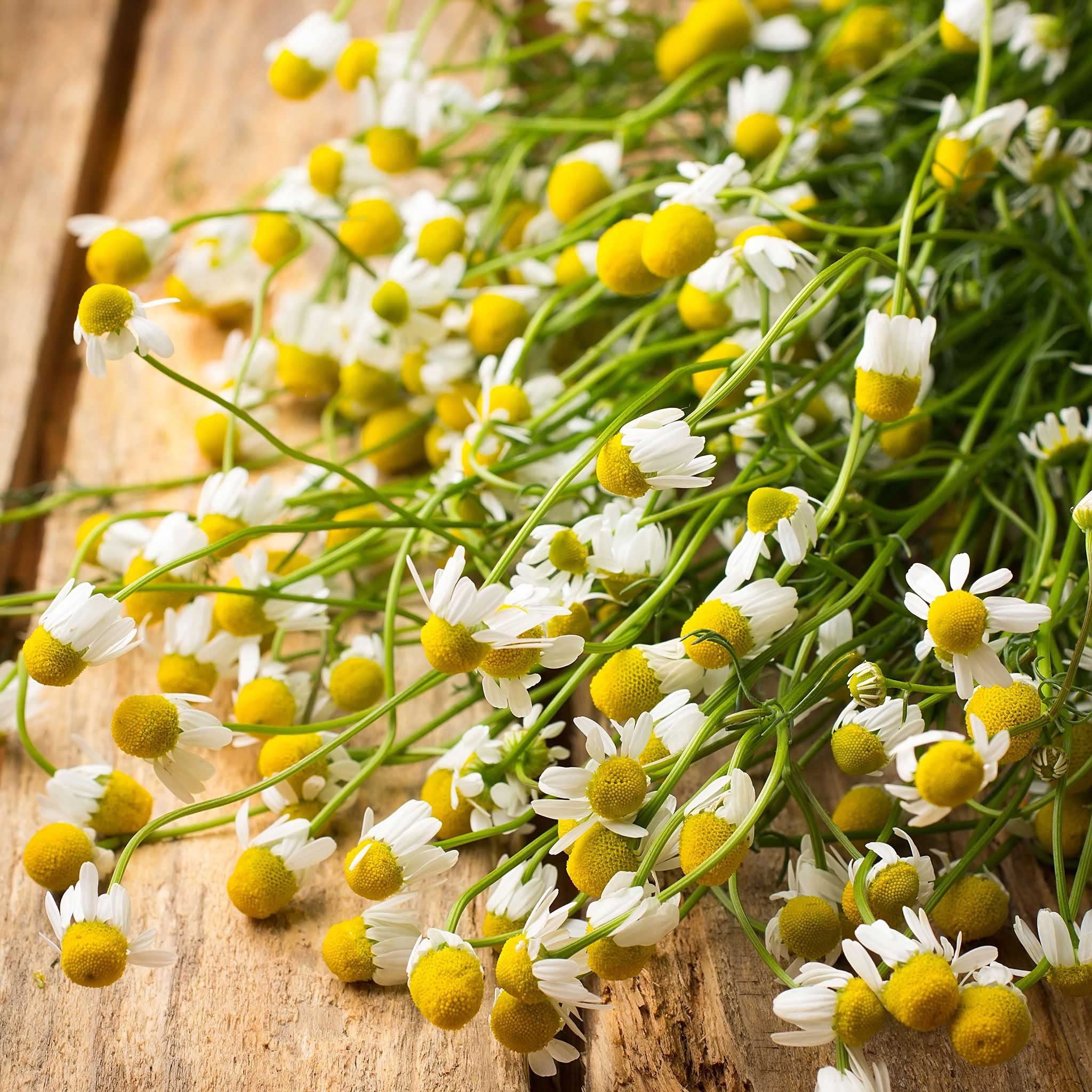 Organic German Chamomile Seeds - 1 Pound | Heirloom, Non-GMO Herb Seeds for Gardening | Attracts Bees, Butterflies & Pollinators | Easy to Grow, Fragrant Flowers with Medicinal Properties | Perfect for Tea Gardens, Pollinator Gardens & Home Remedies