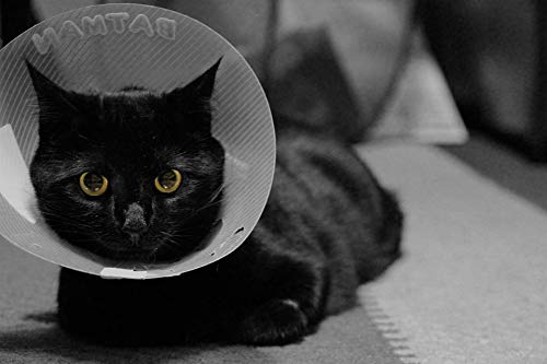 Black Cat Cone Collar Cat Feline Poster - 20x30 Inch Laminated Wall Art with Vibrant Colors - Perfect for Pet Lover Home Decor & Veterinary Clinic Wall Decoration