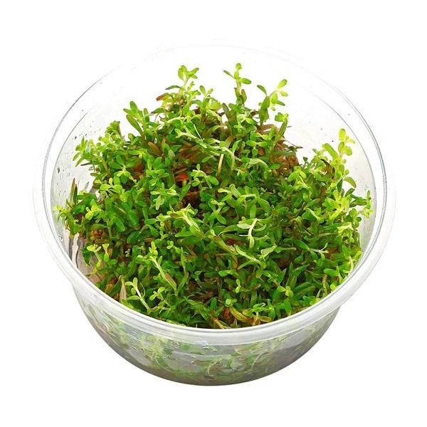 TCulture Rotala Florida Sunset (Ramosior) Live Aquarium Plant - TC Cup for Fish Tank, Aquascaping & Aquatic Gardens