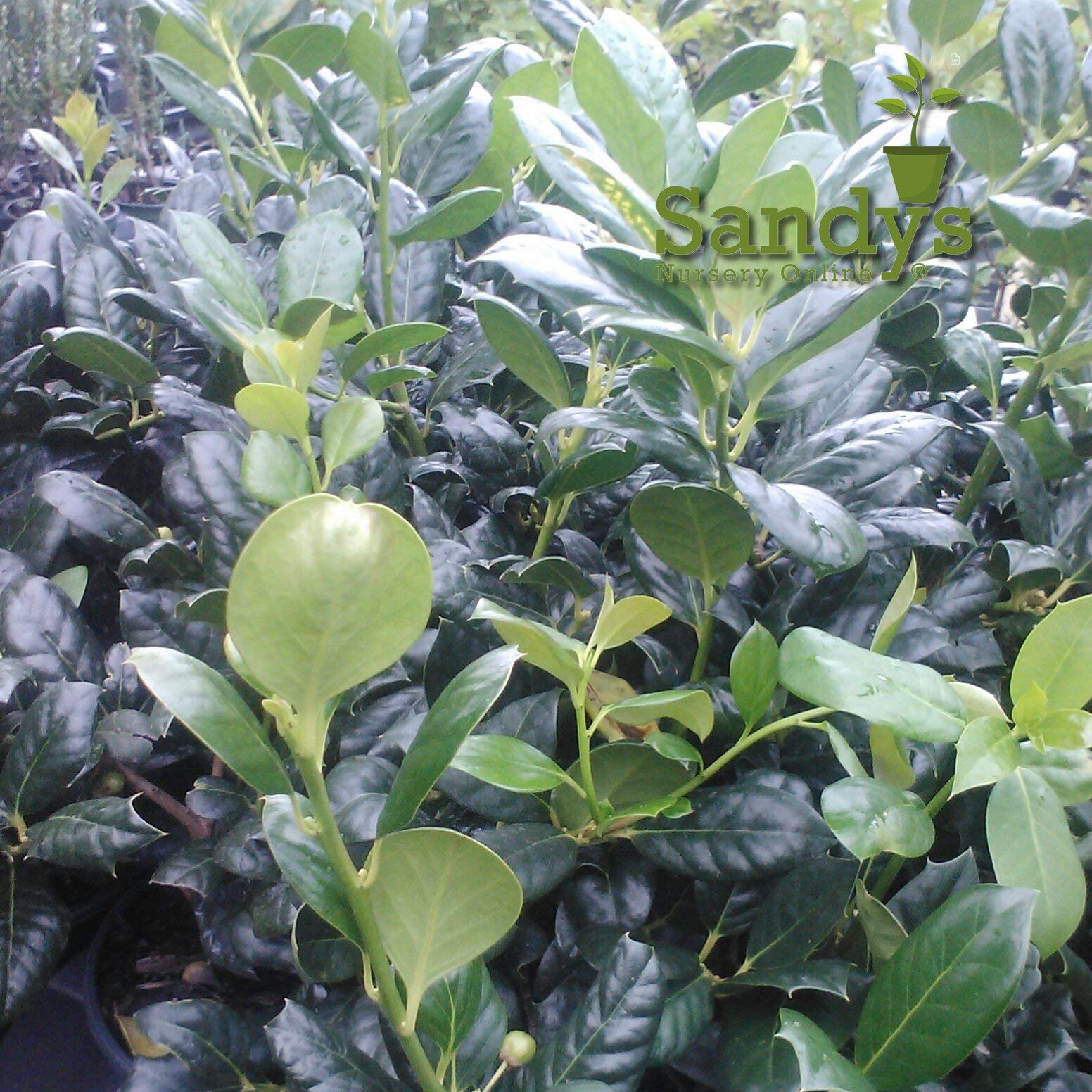 Nellie R Stevens Holly Evergreen Shrub - 40 Pack of 3 Inch Pot Plants for Landscaping, Privacy Hedges & Garden Decor
