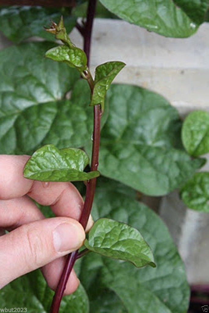 Red Malabar Spinach Seeds (Guyanese Thick Leaf Callaloo) - 500 Fast-Growing Vine Seeds for Home Gardening, Edible Landscaping & Tropical Cuisine