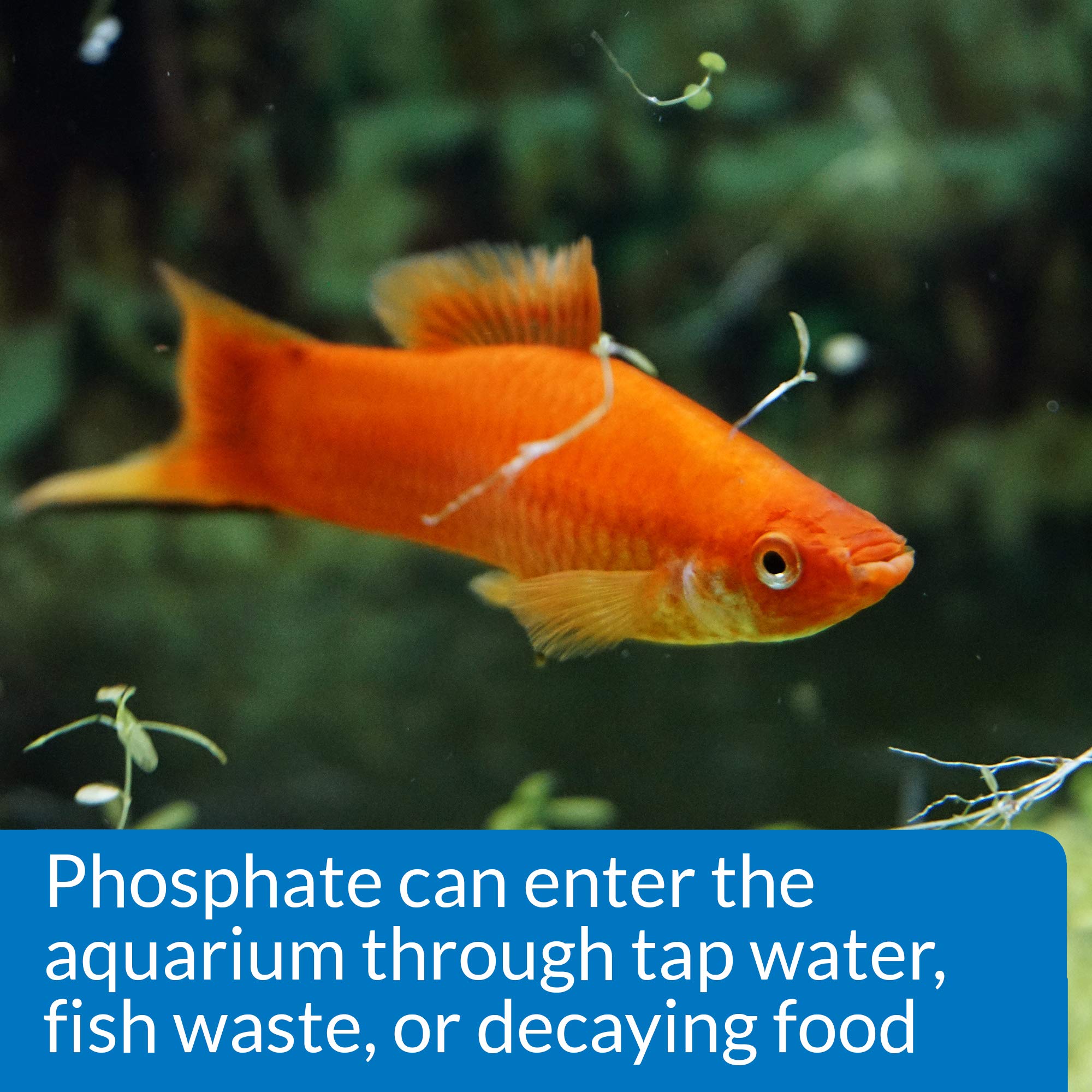 API Phosphate Test Kit for Aquariums - Accurate Water Testing for Freshwater & Saltwater Fish Tanks - Essential for Maintaining Healthy Aquatic Life