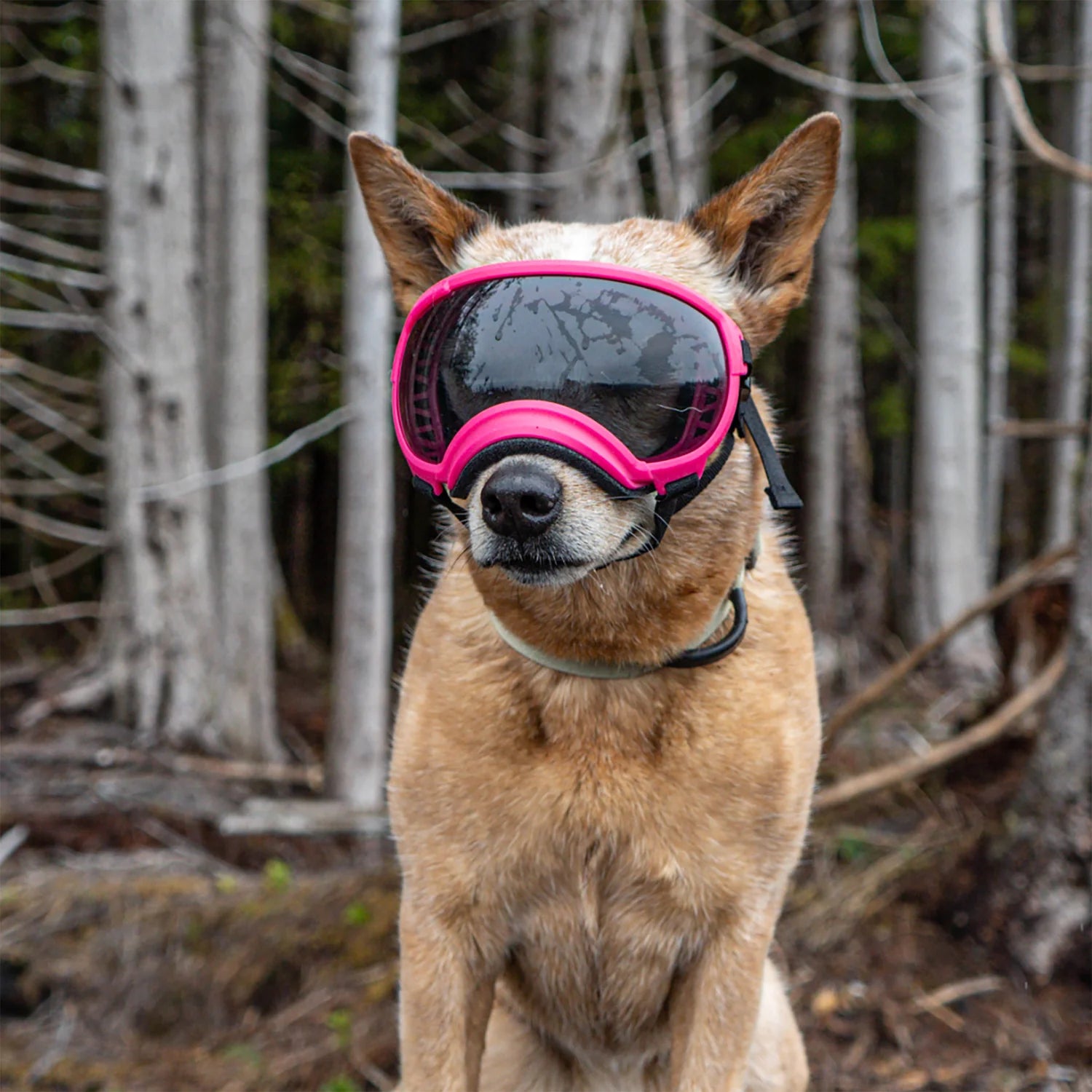 Rex Specs V2 Dog Goggles for Large Dogs 18-38kg - Protective Eyewear for Active Pets, Hiking, Running & Outdoor Adventures