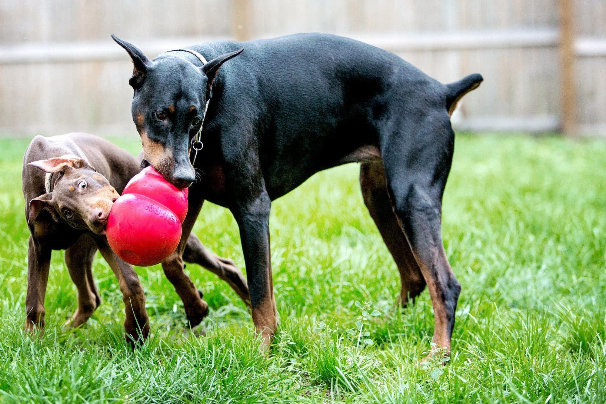 Kong Bounzer Dog Toy - Durable Chew-Resistant Rubber Bouncing Ball for Dogs (3 Sizes) - Perfect for Fetch, Training, and Playtime Indoors or Outdoors