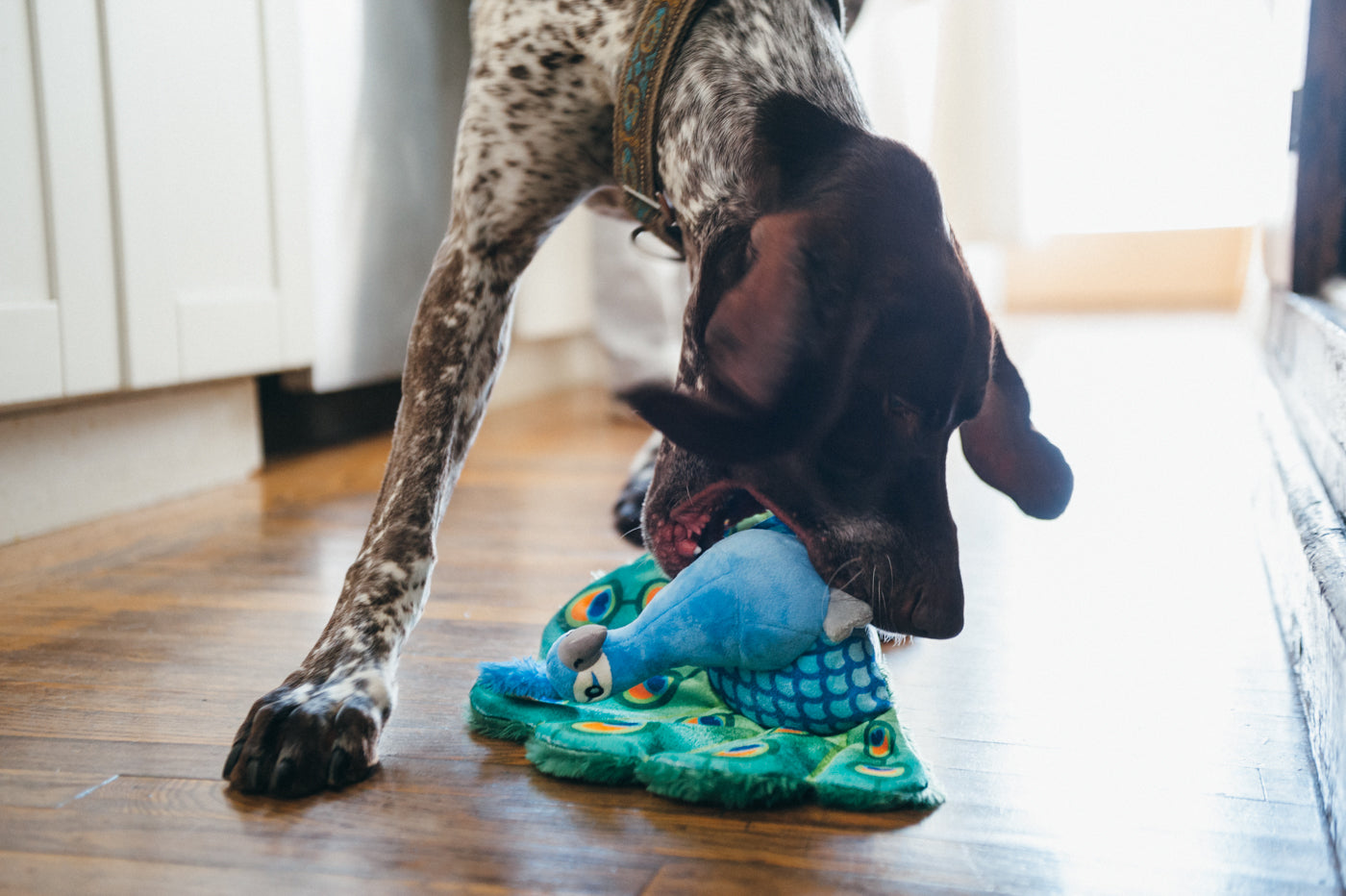 Percy the Peacock Plush Dog Toy - Fetching Flock™ Interactive Chew Toy for Dogs | Soft & Durable Pet P.L.A.Y. Toy for Fetch, Tug-of-War & Cuddling | Perfect for Playtime, Training & Comfort