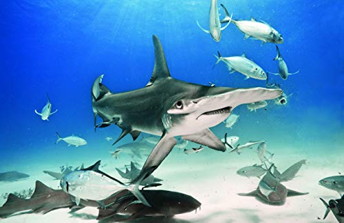 Hammerhead