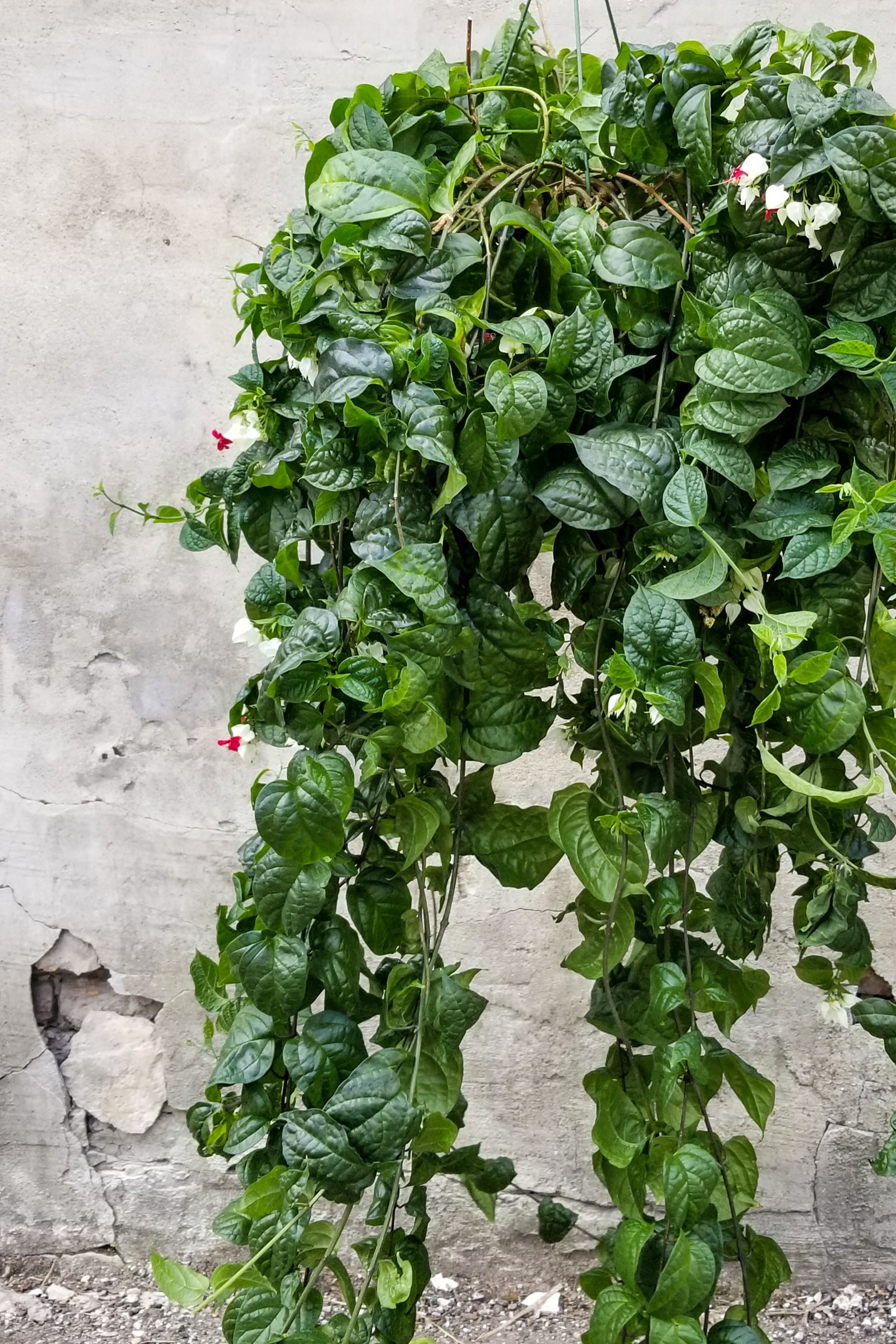 Bleeding Heart Vine (Clerodendrum thomsoniae) - 10 Live Plants for Garden, Trellis & Indoor Decor | Exotic Flowering Vine for Landscaping & Home Gardening