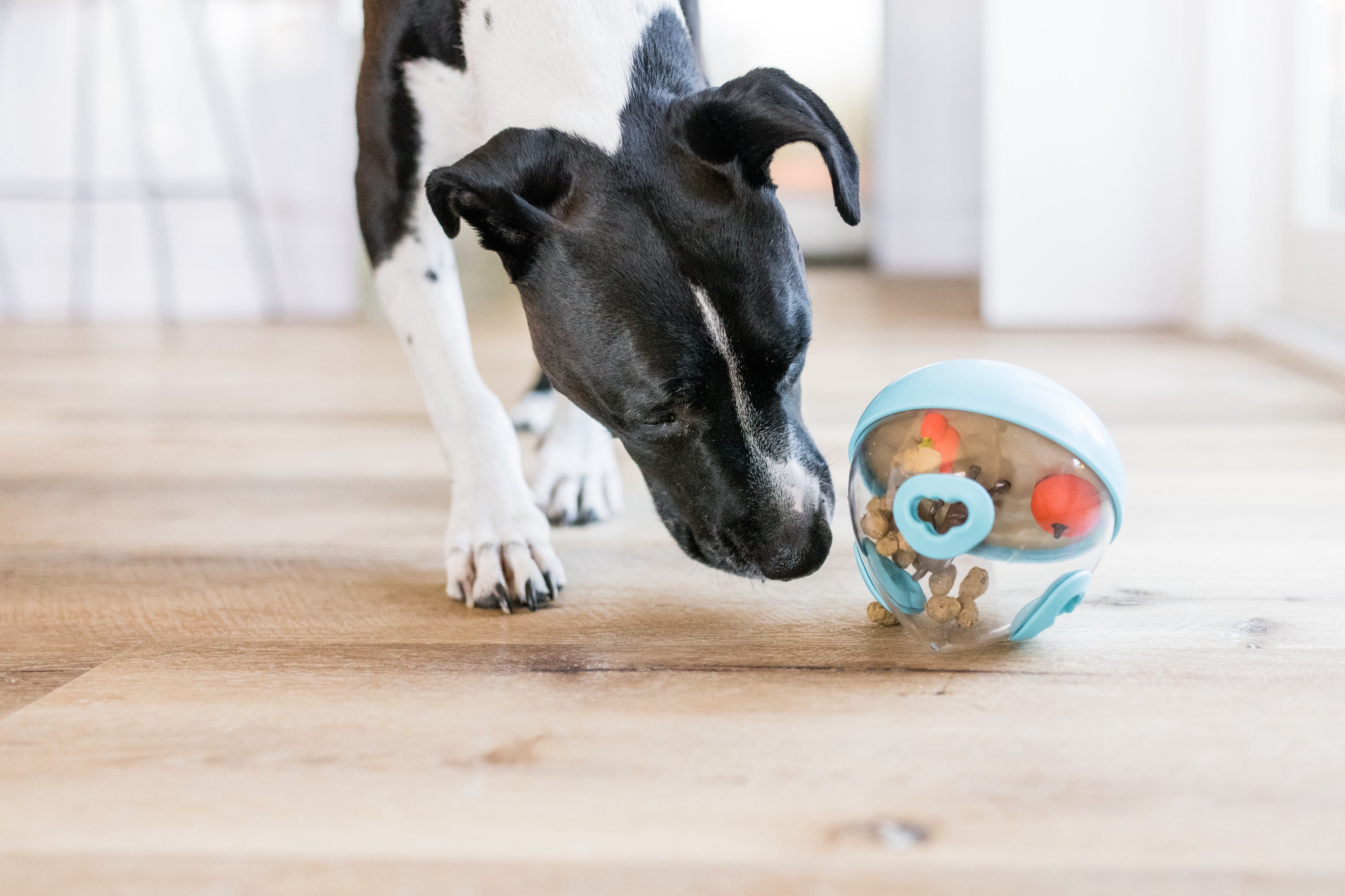 Wobble Ball Interactive Dog Treat Dispenser Toy - Blue | Pet P.L.A.Y. - Fun Puzzle Feeder for Small & Medium Dogs, Perfect for Mealtime Enrichment & Mental Stimulation
