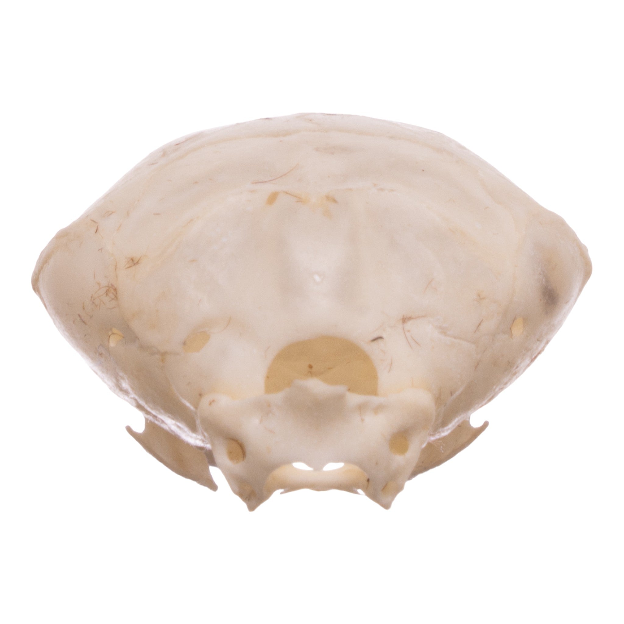 Authentic Townsend's Mole Skeleton - Disarticulated Specimen for Biology Study & Science Education | Perfect for Classroom, Lab Research & Natural History Collections