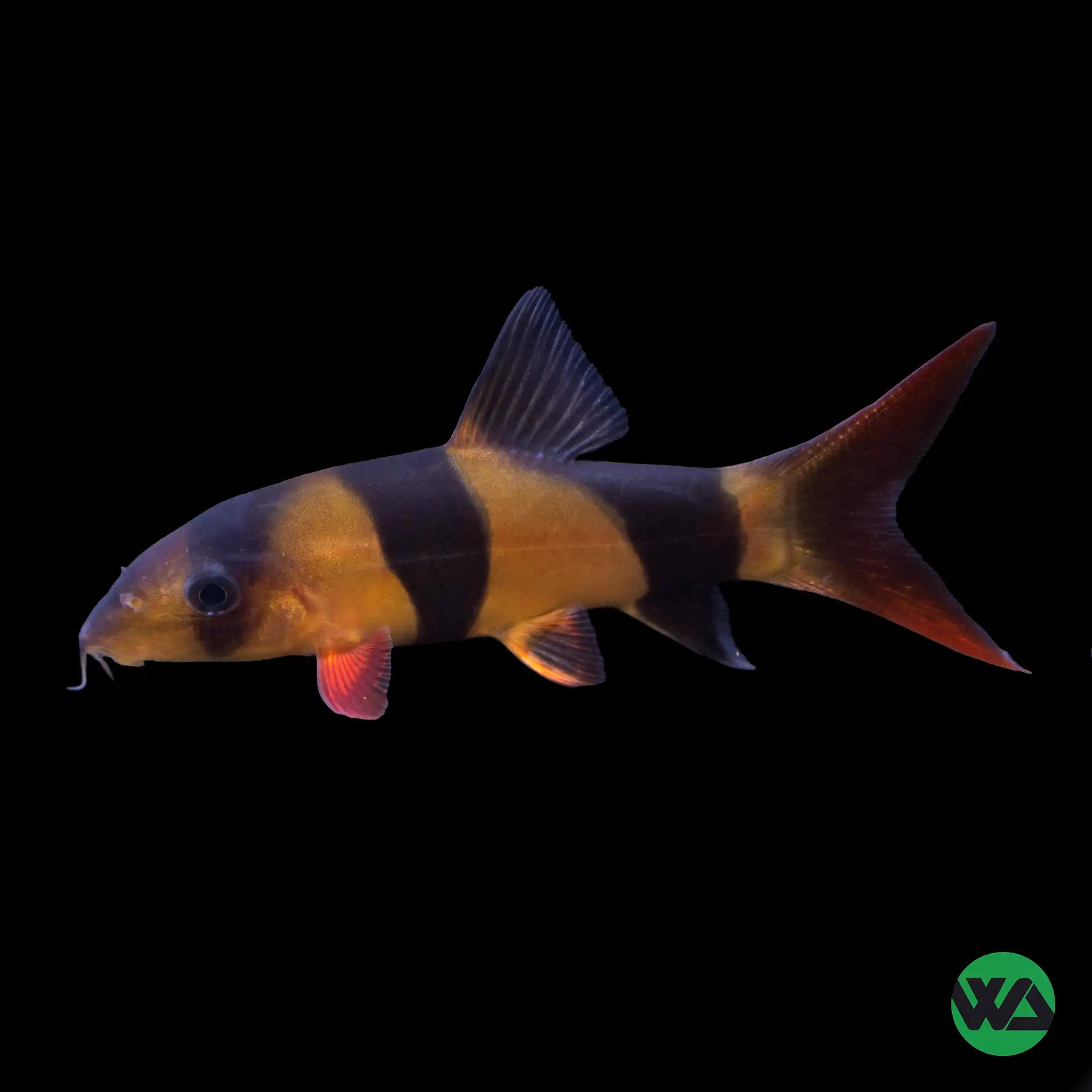 Premium Clown Loach Fish (Chromobotia macracantha) - Live Tropical Freshwater Aquarium Fish for Community Tanks & Planted Aquariums