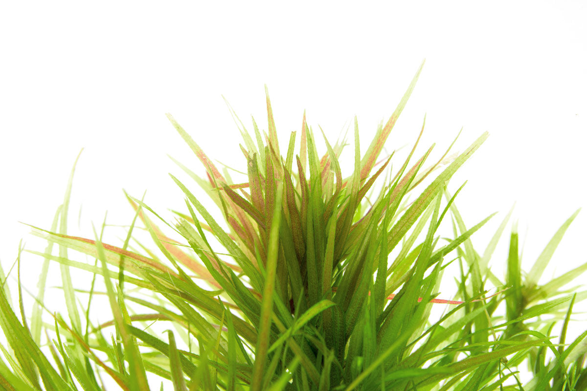 Blyxa Japonica Aquatic Plant for Aquariums - Freshwater Live Plant for Fish Tanks, Ponds & Aquascaping (Perfect for Shrimp Tanks & Natural Aquarium Decor)