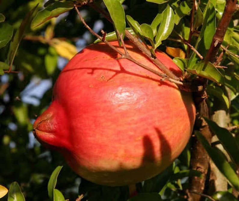25 Pomegranate Tree Seeds (Punica Granatum) - Grow Delicious Red Fruit at Home | Perfect for Gardens, Landscaping & DIY Fruit Planting Projects