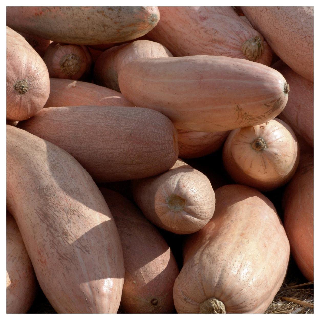 Organic Pink Banana Winter Squash Seeds - 1 Oz Gold Vault Packet by Everwilde Farms - Heirloom Seeds for Home Gardening, Cooking & Fall Decorations