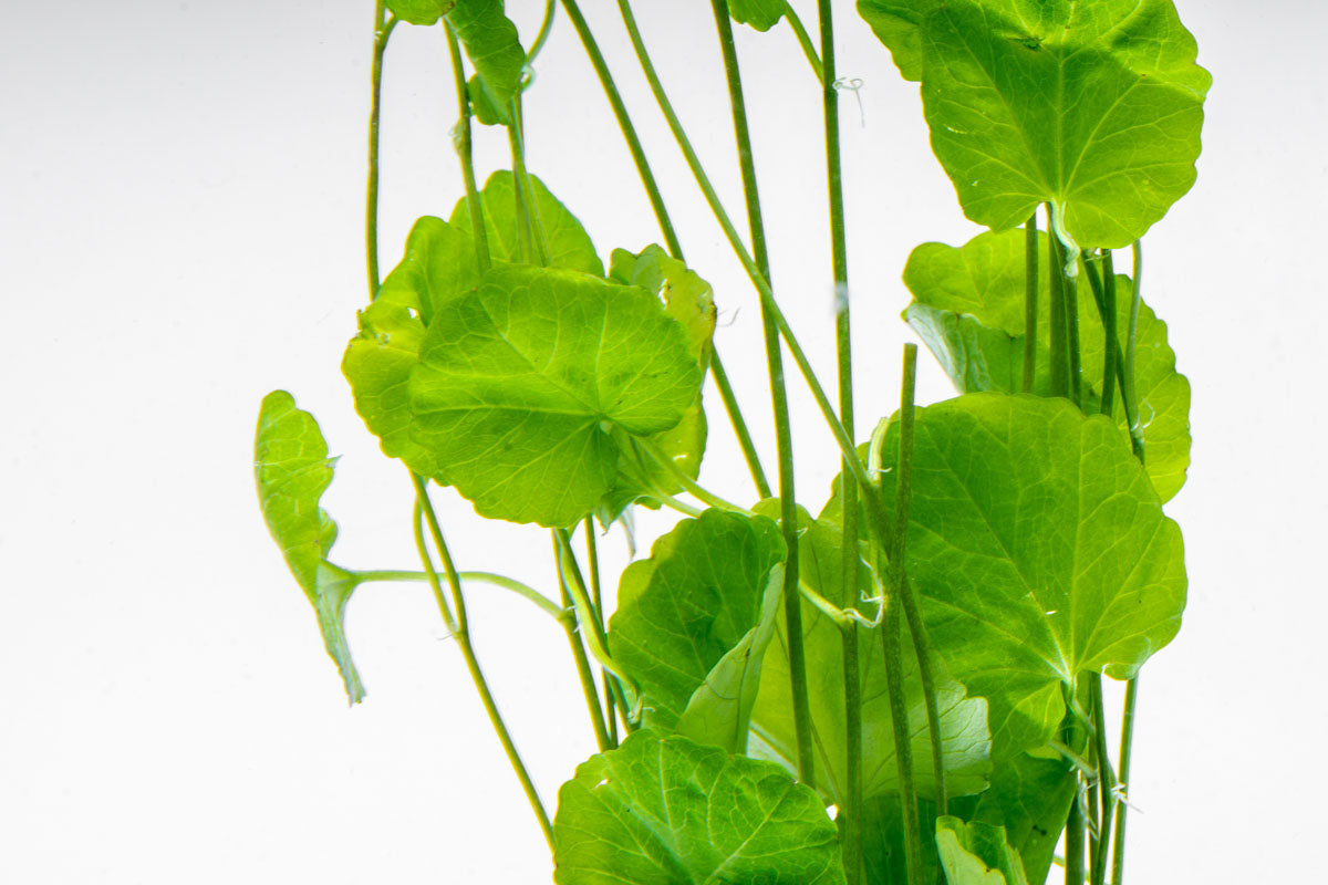 Cardamine Lyrata Aquatic Plant for Freshwater Aquariums - Perfect for Fish Tanks, Aquascaping & Natural Aquatic Decor