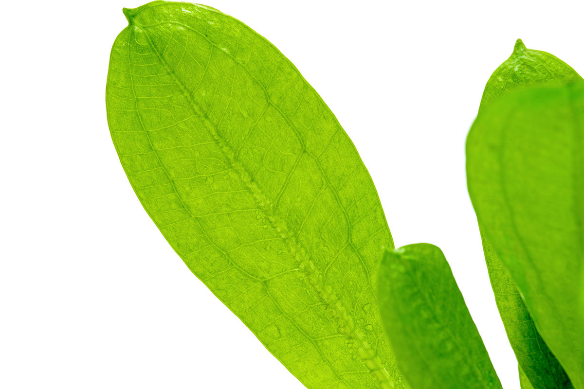 Echinodorus Parviflorus Amazon Sword Plant - Live Aquatic Plant for Freshwater Aquariums, Fish Tanks & Aquatic Gardens