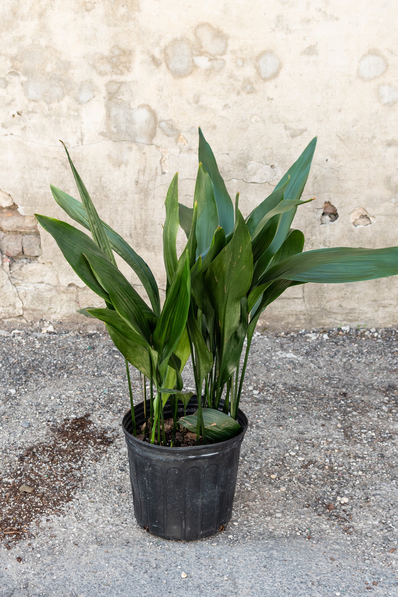Aspidistra Elatior - 10 Pack Indoor Cast Iron Plants for Low Light Spaces | Perfect for Home, Office, and Shade Gardens