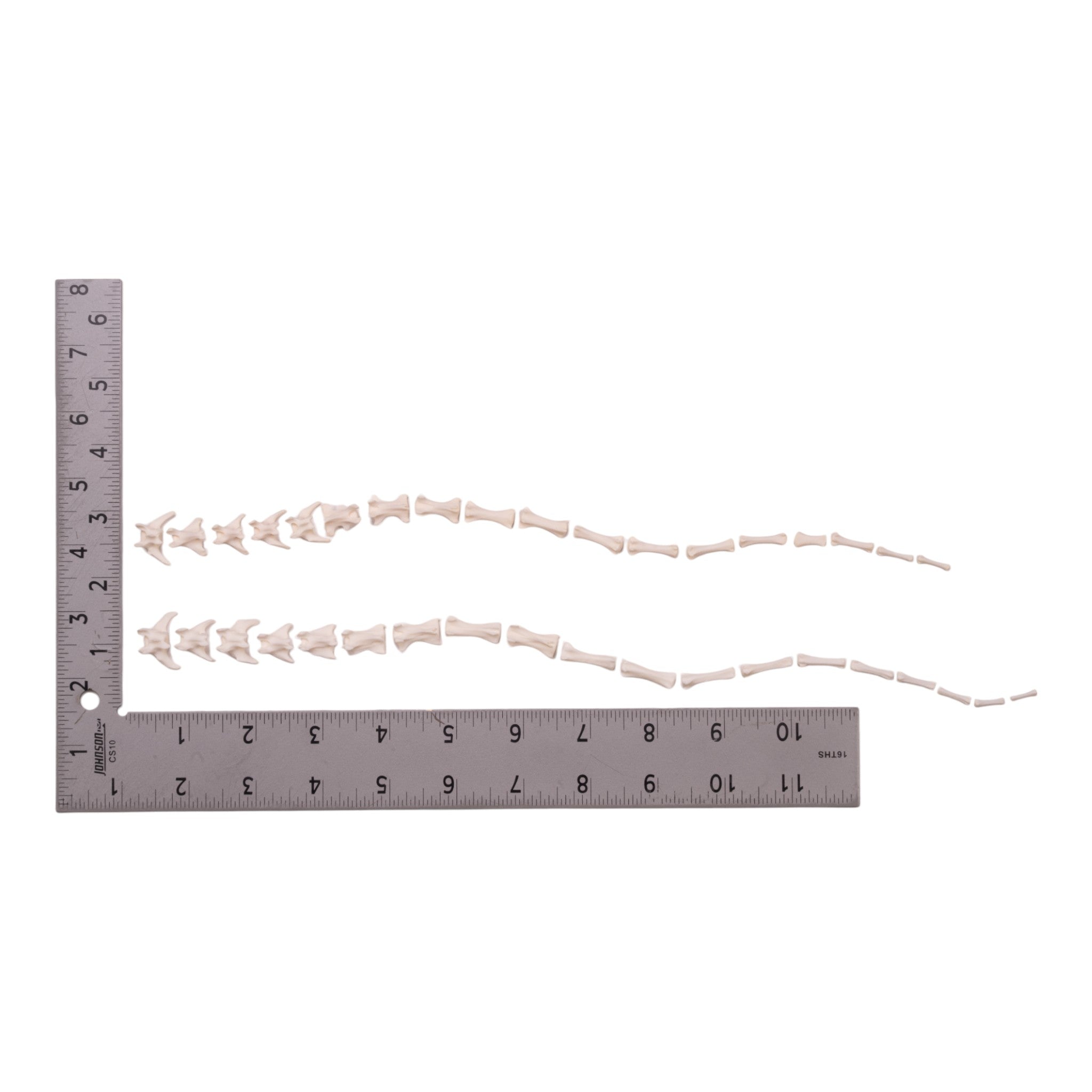 Real Domestic Cat Tail Disarticulated (Single) - Authentic Taxidermy Specimen for Science Education, Oddity Collections & Gothic Decor
