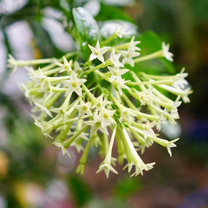 Night Blooming Jasmine Live Plant (Cestrum Nocturnum) - Fragrant 4 Inch Potted Plant for Gardens, Patios & Indoor Decor | Perfect for Aromatherapy & Moonlight Gardens