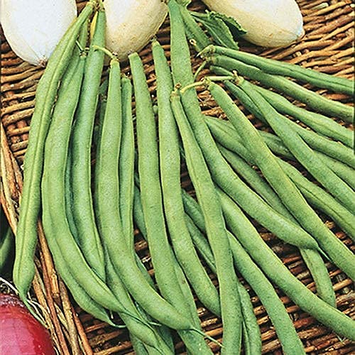 David's Garden Seeds Bean Bush Top Crop - 100 Non-GMO Heirloom Seeds for Planting | Fresh Homegrown Beans for Salads, Soups & Healthy Eating