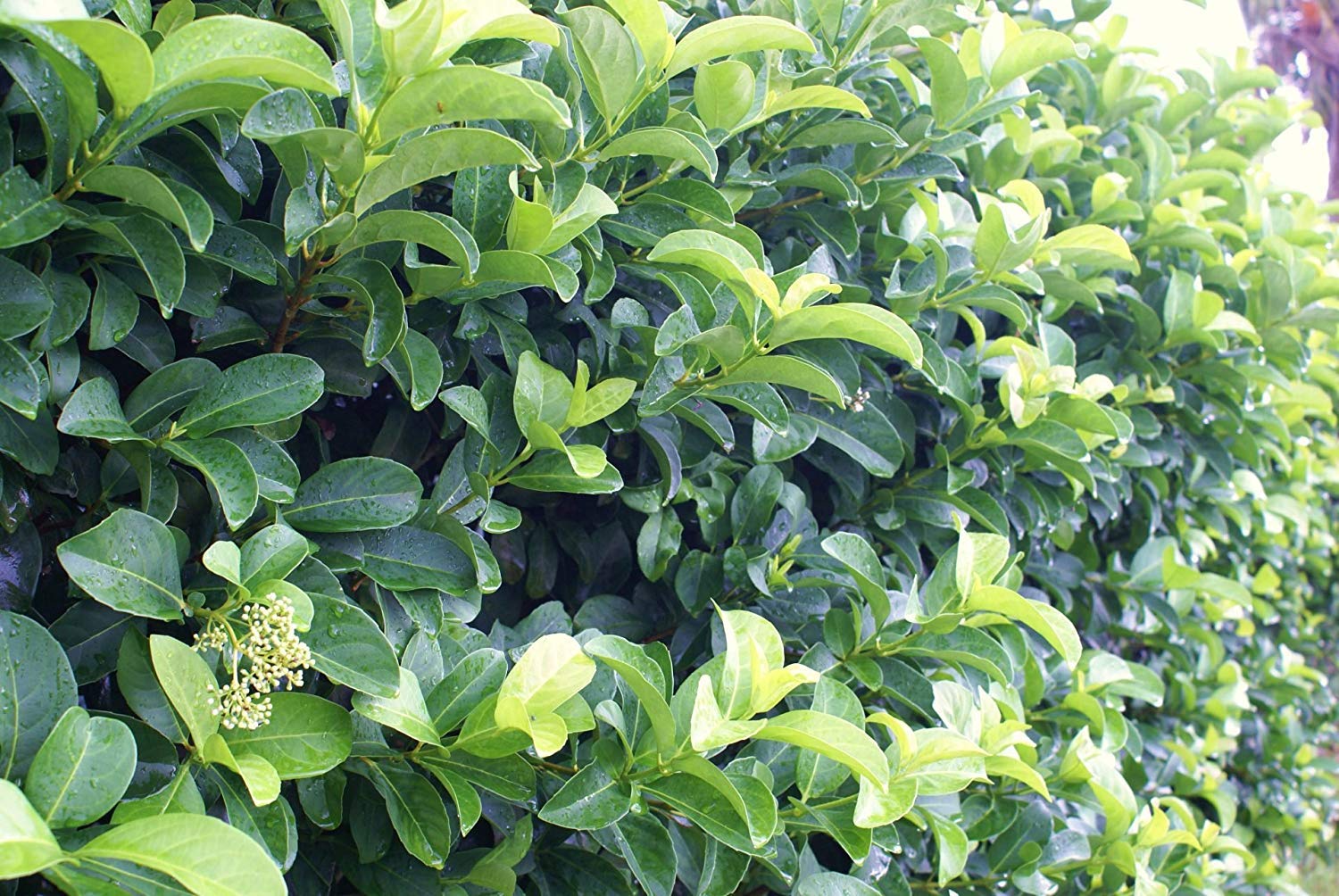 Sweet Viburnum Odoratissimum - 30 Live Evergreen Plants for Privacy Hedge - Fragrant Flowering Shrubs for Landscaping, Garden Borders & Natural Fence Screening
