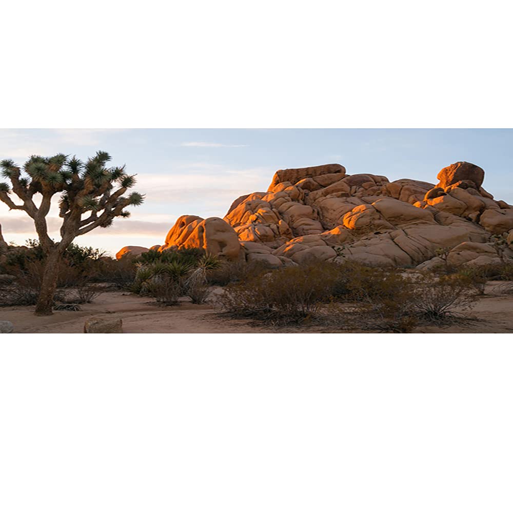 OERJU 30x12 Inches Joshua Tree National Park Photography Backdrop - Realistic Desert Landscape with Cactus, Sandstone Rocks & Arid Climate - Perfect for Terrarium Background, Reptile Habitat & Nature Photography - Durable Polyester Fabric for Indoor/Outdoor Use
