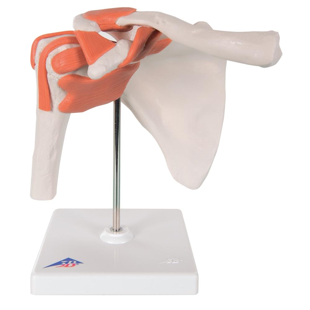 Functional Shoulder Joint Model - Anatomical Shoulder Joint Demonstration for Medical Students & Physical Therapy Training | Perfect for Classroom, Clinic & Home Study
