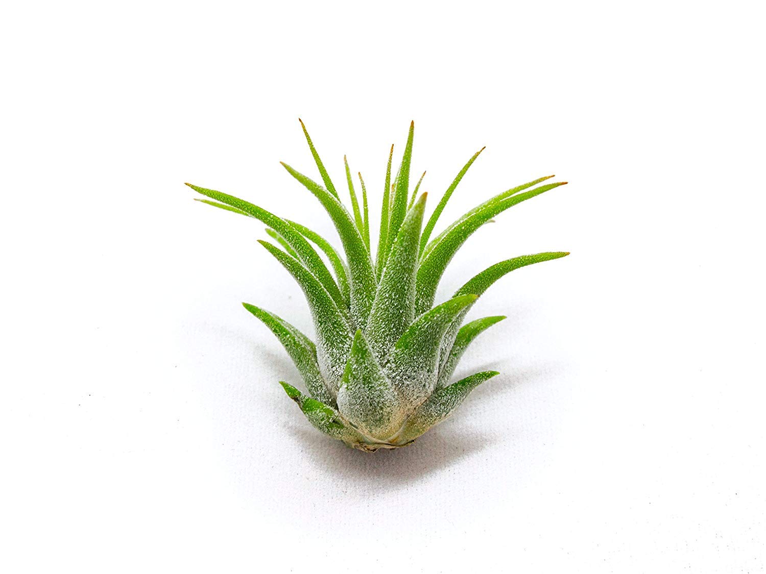 50PK Live Tillandsia Air Plants for Indoor Fairy Gardens - Low Maintenance Terrarium & Houseplants, Perfect as Air Plant Lover Gifts by Plants for Pets | Ideal for Home Decor, Office Plants & DIY Fairy Garden Kits