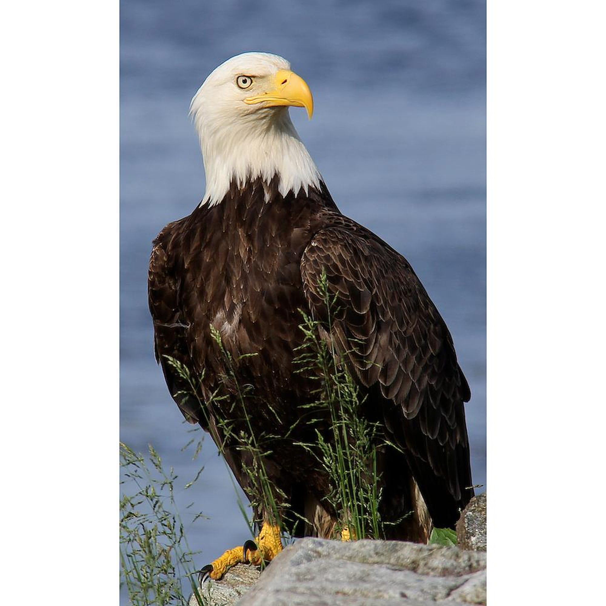 American Bald Eagle 3'X5' Decorative Area Rug - Patriotic Fabric Throw Rug for Living Room, Bedroom & Home Decor