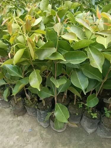 SelfLine Black Hybrid Jamun Tree Plant - Healthy Live Java Plum (Syzygium Cumini) for Home Garden - Perfect for Landscaping, Fruit Production & Shade