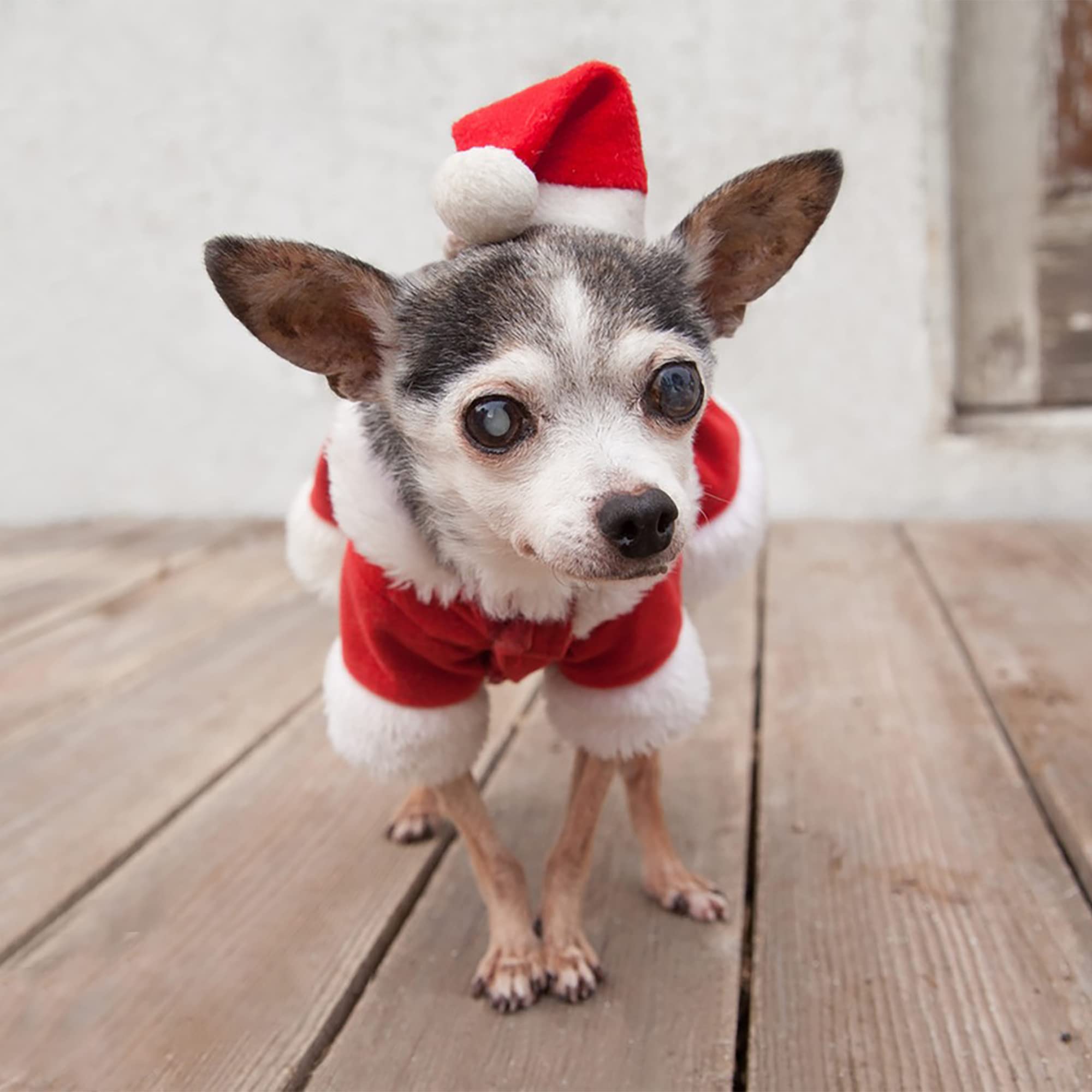 Santa Dog Costume for Small Dogs - Christmas Pet Clothes, Winter Puppy Hoodie & Kitty Sweater | Perfect for Holiday Photos & Cold Weather Outings