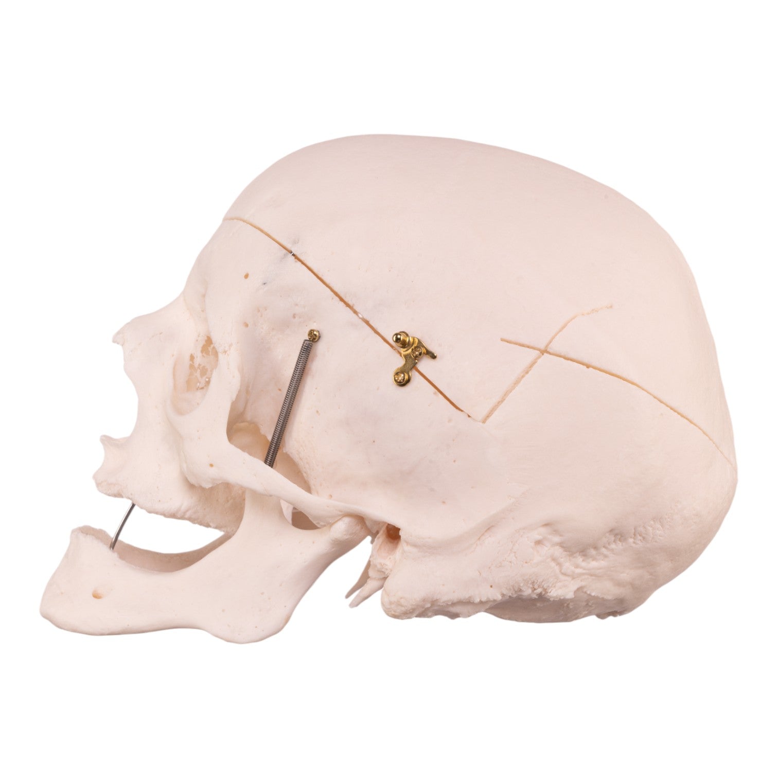 Premium Anatomical Human Skull Model - Accurate Medical & Educational Tool for Students, Doctors & Researchers | Perfect for Classroom, Lab & Medical Training