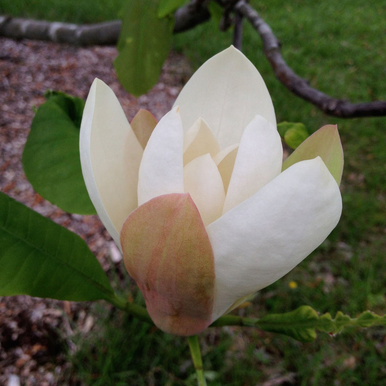 Magnolia Tripetal Umbrella Tree - Rare Deciduous Shade Plant for Gardens & Landscaping | Perfect for Backyard Privacy & Natural Screening