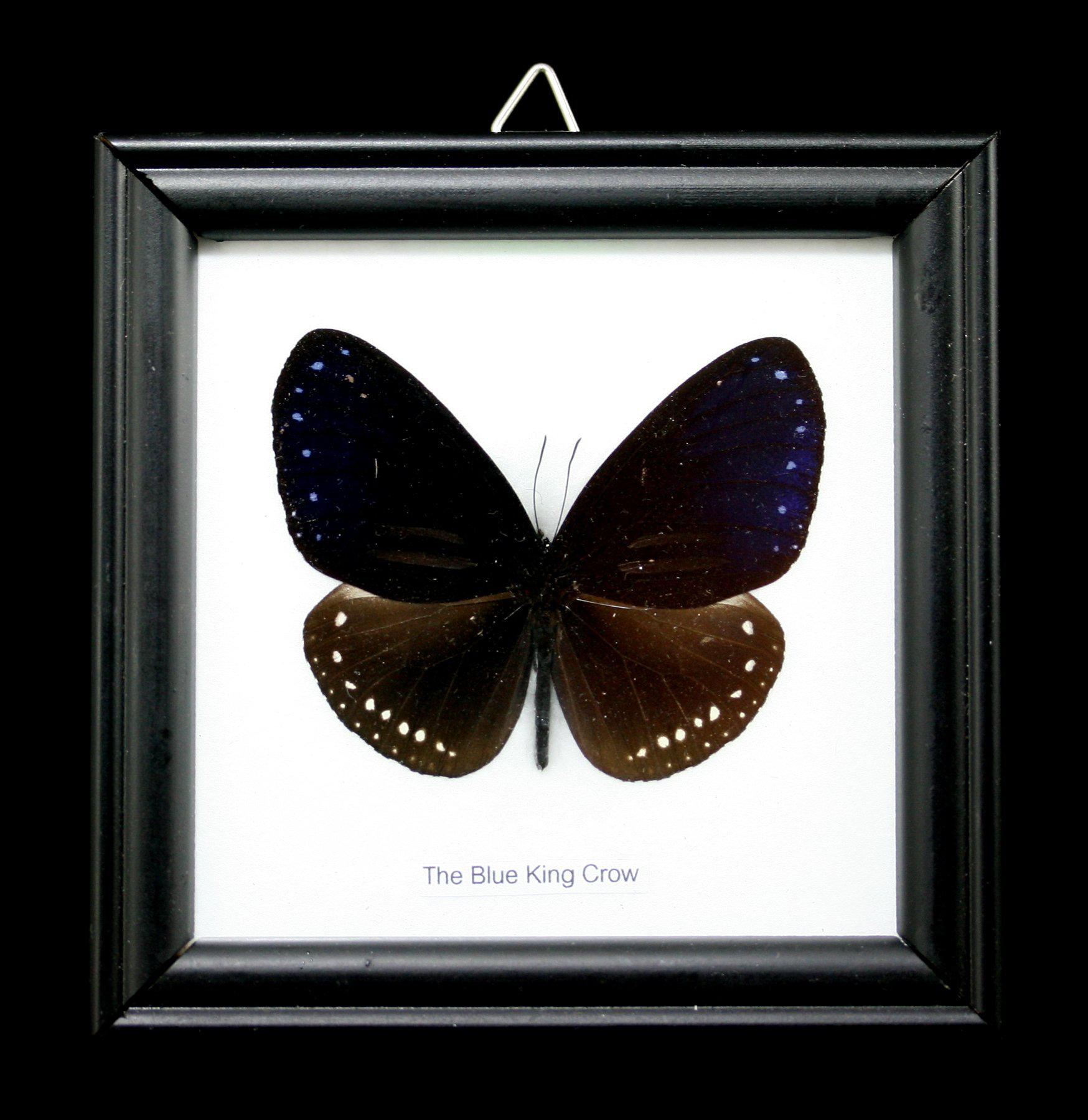 Premium Single Riker Mounted Butterfly Display Case - Framed Insect Specimen for Collectors & Science Education | Perfect for Home Decor, Classroom Displays & Nature Exhibits