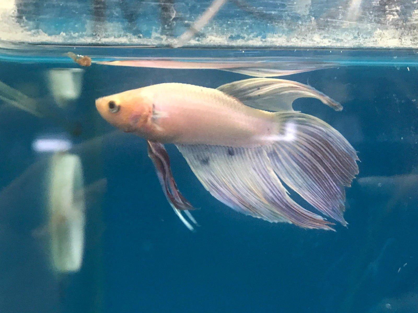 Premium Siamese Fighting Fish (Betta Splendens) - Live Tropical Aquarium Fish for Home & Office Decor | Vibrant Colors, Easy Care, Perfect for Beginners & Fish Enthusiasts