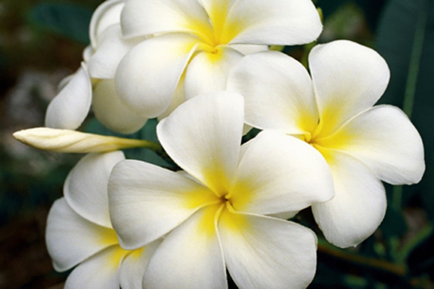 8 Hawaiian Live Plumeria Tree Cuttings - 2 White, Pink, Red, Yellow (9