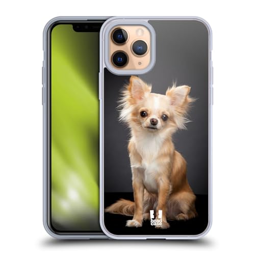 Sitting Chihuahua Dog