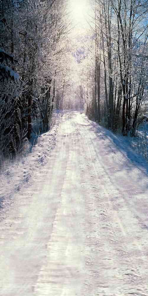 GladsBuy 10' x 20' Snowy Winter Woods Photography Backdrop - High Resolution Computer Printed Snow Theme Background (DGX-52) - Perfect for Christmas Photo Shoots, Winter Portraits & Holiday Decorations