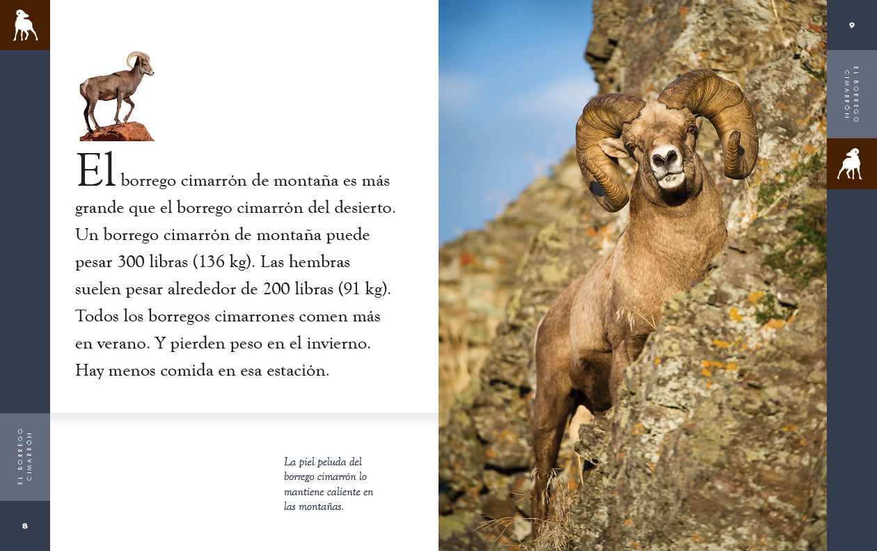 Bighorn Sheep Hunting Gear & Accessories - Premium Outdoor Equipment for Hunting & Wildlife Enthusiasts - Perfect for Mountain Expeditions & Nature Adventures