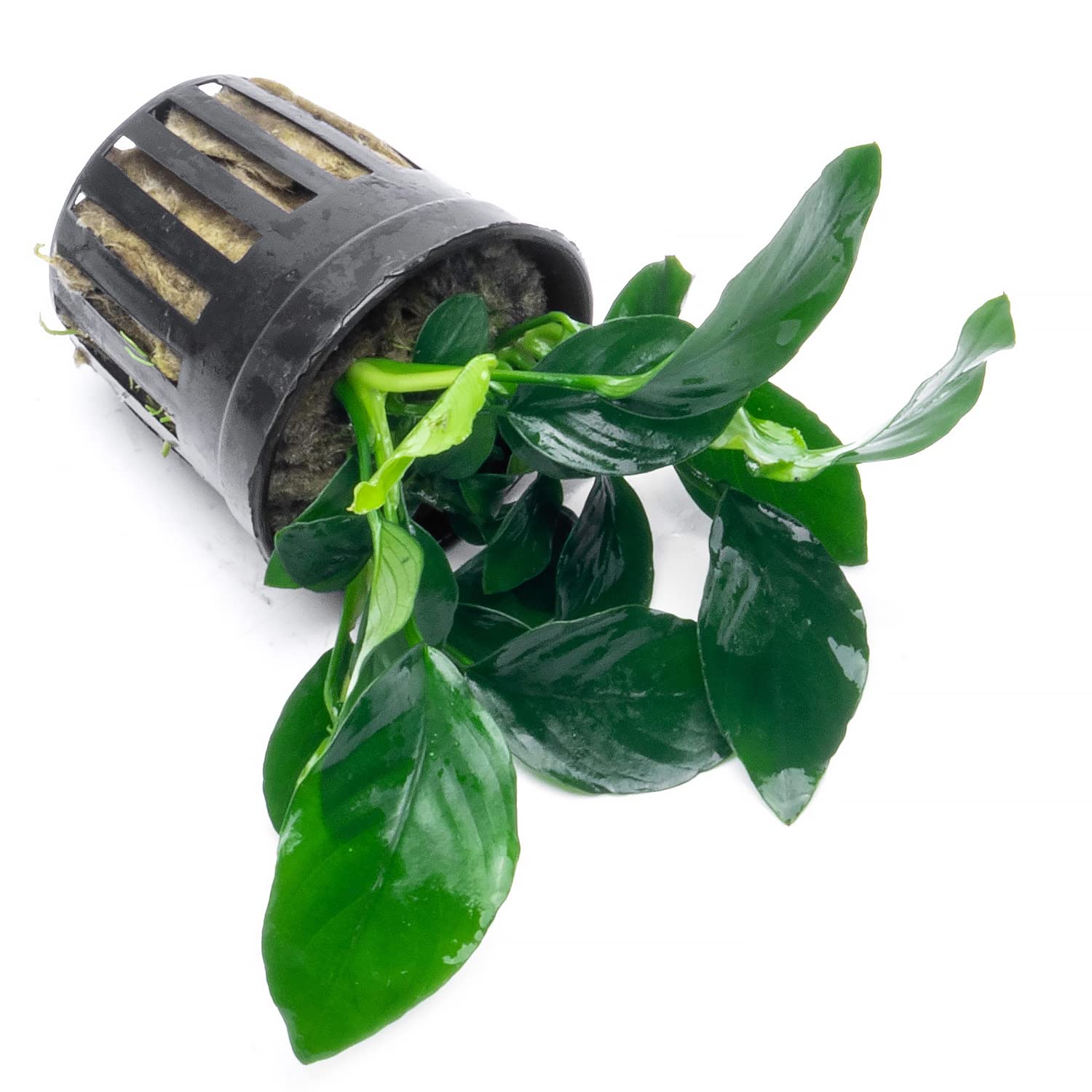Anubias Barteri Live Aquarium Plants - 5 Potted Freshwater Aquatic Plants for Fish Tanks, Aquascaping & Terrariums - Low Light & Beginner Friendly (Perfect for Betta Fish Tanks, Shrimp Tanks & Planted Aquariums)