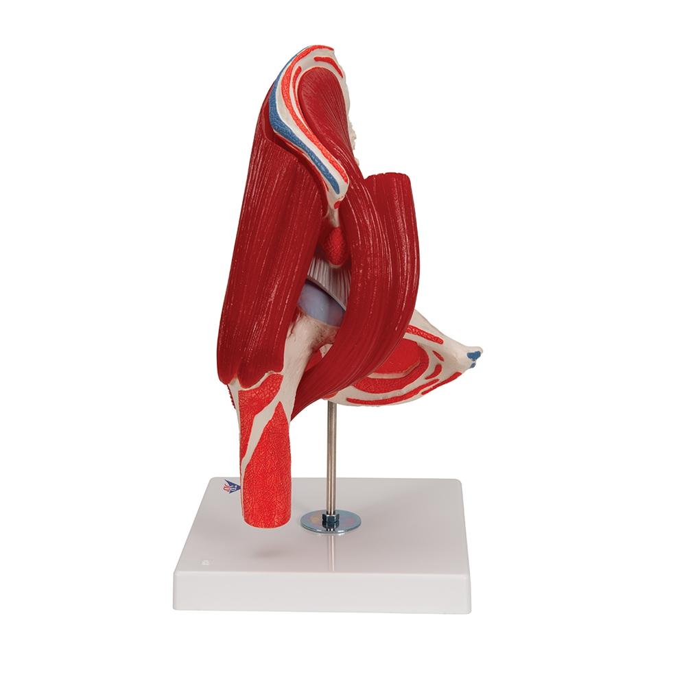 7-Part Hip Joint Model with Muscles - Anatomical Educational Tool for Medical Students, Doctors, and Physical Therapists - Perfect for Classroom, Lab, and Clinical Demonstrations
