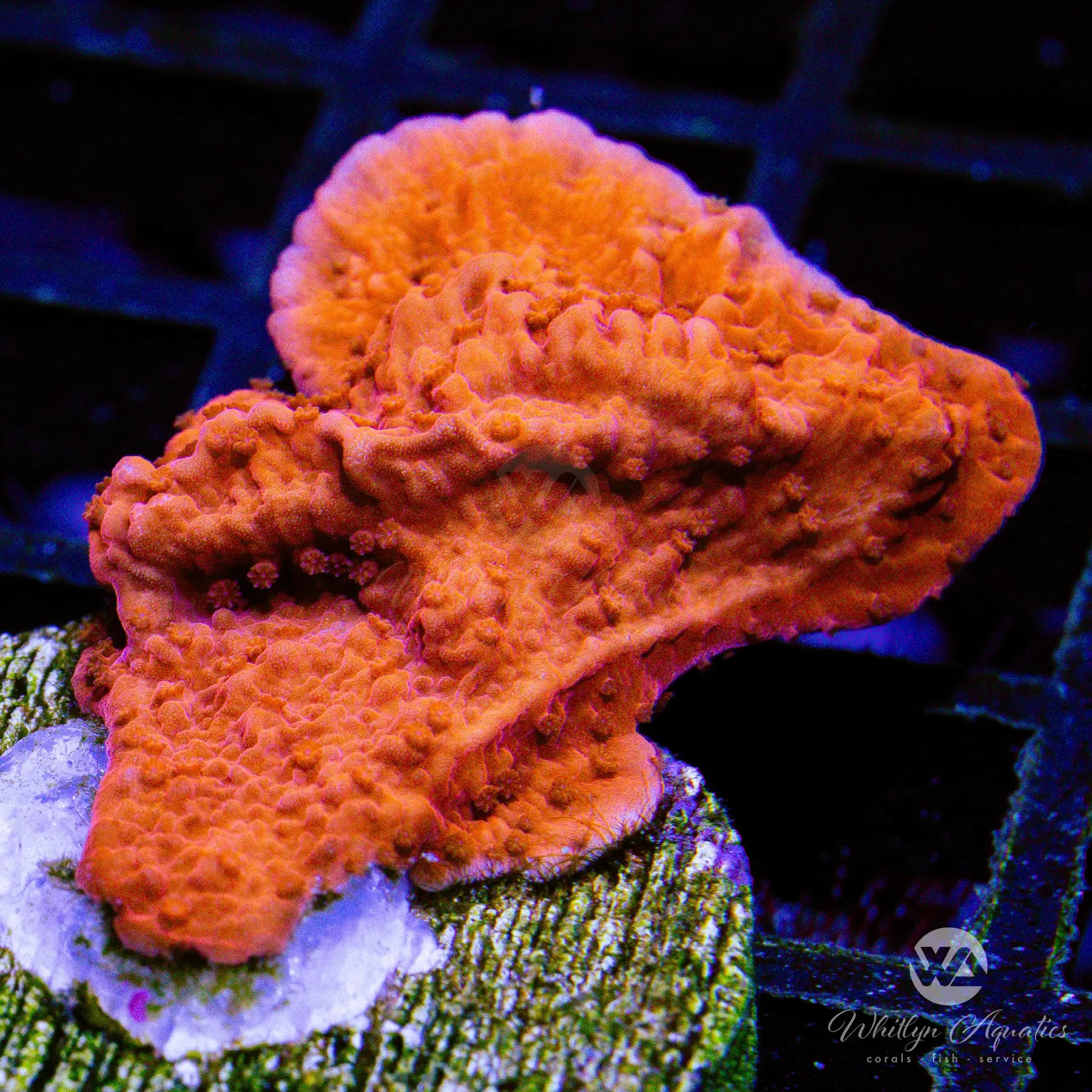 C21 Orange Monti Cap Coral - WYSIWYG Live SPS Coral for Saltwater Aquariums | Perfect for Reef Tanks & Coral Propagation