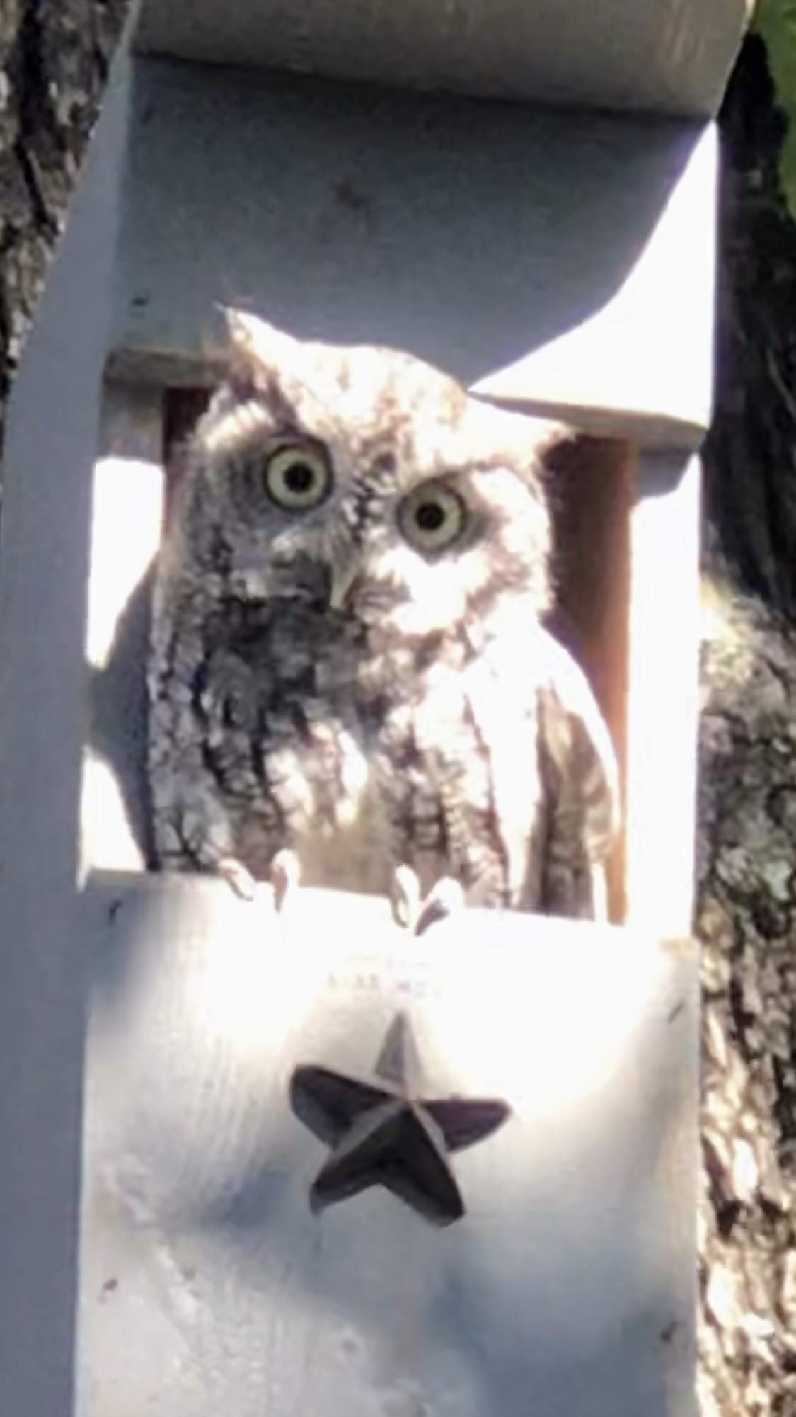 Screech Owl House - Handcrafted Wooden Nesting Box for Backyard Birdwatching | Perfect for Garden, Patio & Wildlife Conservation