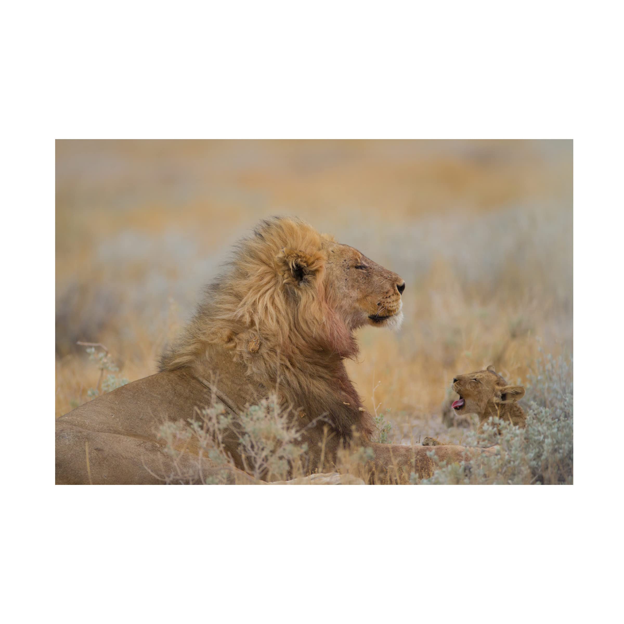 Trademark Fine Art 'Male Lion With Cub' Canvas Wall Art by Ozkan Ozmen - Stunning Wildlife Decor for Living Room, Bedroom & Office