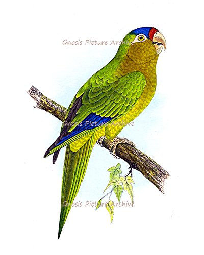 Gnosis Picture Archive Tropical Birds & Parrots Art Decor - Set of 6 Unframed Wall Art Prints for Living Room, Bedroom, Office & Home Decor