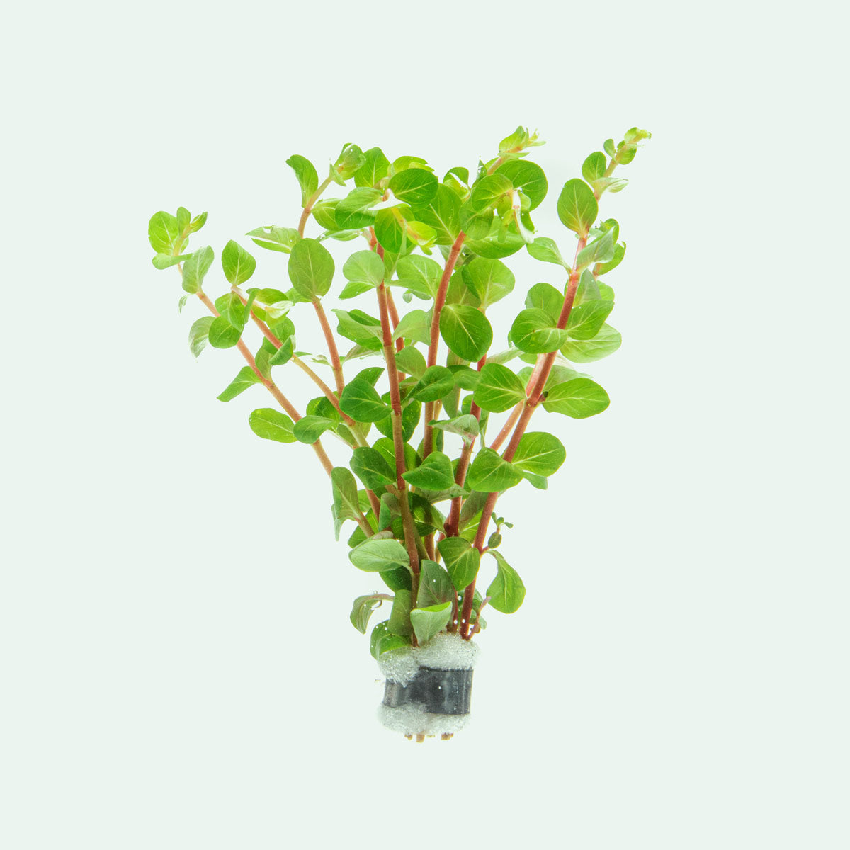 Rotala Blood Red Aquatic Plant - Premium Live Aquarium Plant for Fish Tanks, Ponds & Aquascaping | Perfect for Freshwater Planted Tanks & Aquarium Decoration
